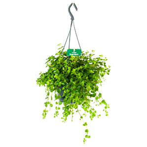 Peperomia Rotundifolia - in Hangpot - p15 h20 - Groene kamerplanten
