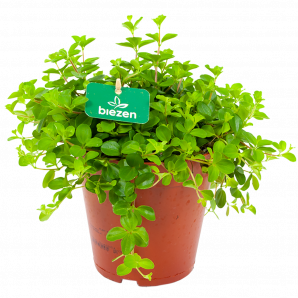 peperomia rotundofolia - groene kamerplanten - potmaat 15cm - hoogte 20cm - biezen - label