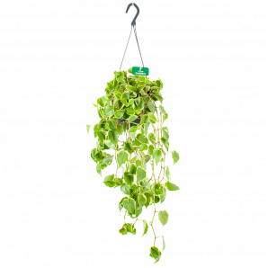 Peperomia Scandens Variegata - in Hangpot - p17 h30 - Hangende kamerplanten - biezen voor