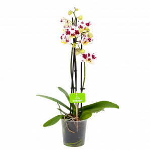 Phalaenopsis - Vlinderorchidee - 3 taks - p12 h60 Wit-Roze - Bloeiende kamerplanten - biezen voor