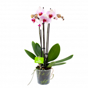 Phalaenopsis - Vlinderorchidee - 3 taks - p12 h60 Wit-Roze-stippen - Bloeiende kamerplanten - biezen voor