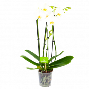 phalaenopsis orchidee-vlinderorchidee-4 taks-bloeiende kamerplanten-potmaat 12cm-hoogte 60cm-bloemkleur wit-biezen-label