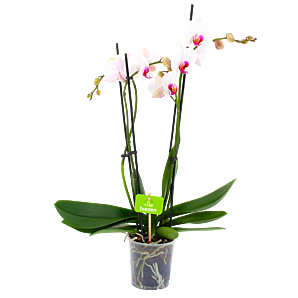 phalaenopsis orchidee-vlinderorchidee-4 taks-bloeiende kamerplanten-potmaat 12cm-hoogte 60cm-bloemkleur wit-roze-biezen-label
