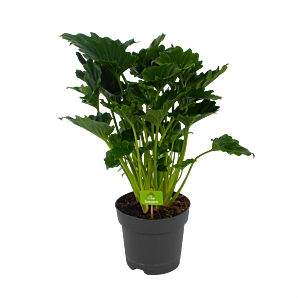 Philodendron Grizzly - p21 h55 - Groene kamerplanten - biezen voor