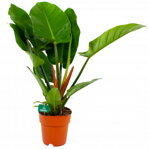 philodendron imperial green-groene kamerplanten-potmaat 19cm-hoogte 80cm-biezen-label