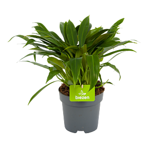 Philodendron Little Phil - p17 h45 - Kamerplant -  - biezen voor