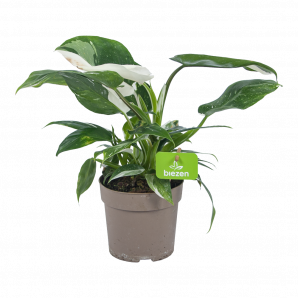 Philodendron White Princess - p13 h30 - Groene kamerplanten - biezen voor