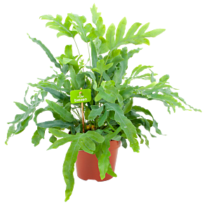 phlebodium areum blue star-blauwvaren-groene kamerplanten-potmaat 17cm-hoogte 50cm-biezen-label