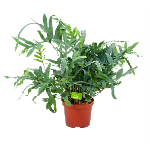 phlebodium areum blue star-blauwvaren-groene kamerplanten-potmaat 19cm-hoogte 60cm-biezen-label