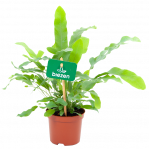phlebodium areum blue star-blauwvaren-groene kamerplanten-potmaat 9cm-hoogte 20cm-biezen-label