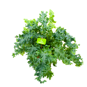 Phlebodium Areum Davana - Blauwvaren - p17 h45 - Groene kamerplanten - biezen label