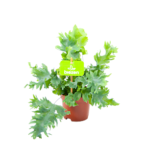 Phlebodium Areum Davana - Blauwvaren - p9 h20 - Groene kamerplanten - biezen voor