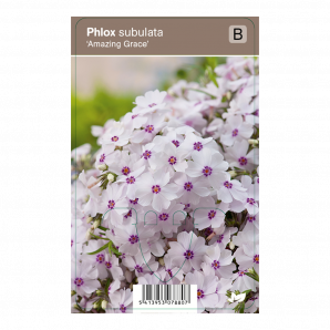 Phlox subulata ‘Amazing Grace’ - Kruipphlox - p9 - Wit