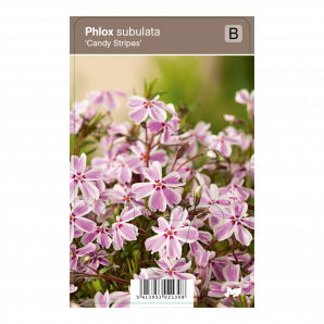 Phlox subulata ‘Candy Stripes’ - Kruipphlox - p9 - roze