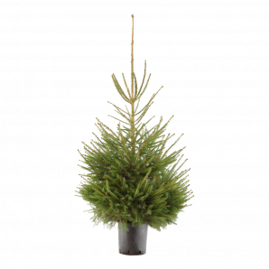 Picea Abies kerstboom in pot - 150-175cm