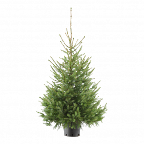 Picea Omorika kerstboom in pot - 150-175cm