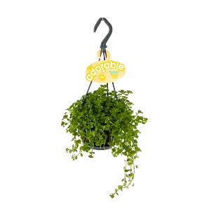 Pilea Depressa Pitoresque - in Hangpot - p10