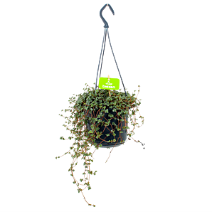 Pilea Glauca - in Hangpot - p15 - Hangende kamerplanten - biezen label