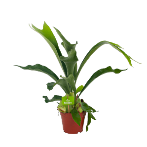 Platycerium Bifurcatum - Hertshoornvaren - p14 h40 - Groene kamerplanten, Varens - biezen voor