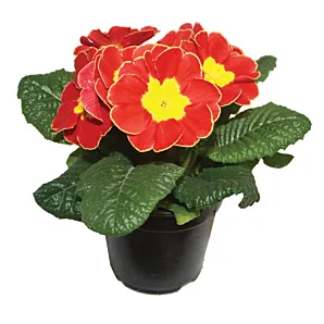 Primula - Sleutelbloem - p9 - Div. kleuren