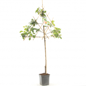 Prunus Domestica Victoria Leivorm - pruimenboom - p24 h160 - De Fruithof - biezen