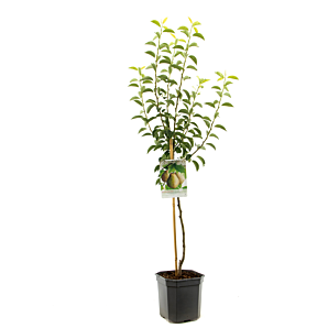  Handpeer - p24 h160 - De Fruithof - biezen