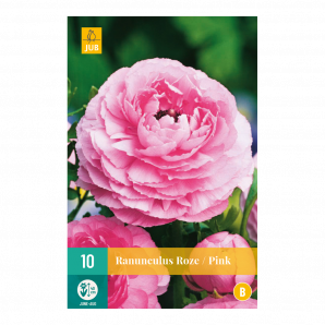 Ranunculus Roze Vj 6/7 - 10st - Bloembollen - JUB Holland