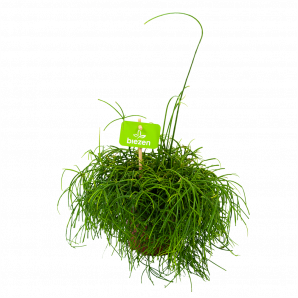 rhipsalis cashero-koraalcactus-groene kamerplanten-potmaat 12cm-hoogte 20cm-biezen-label