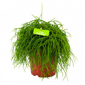 rhipsalis cashero-koraalcactus-groene kamerplanten-potmaat 15cm-hoogte 25cm-biezen-label