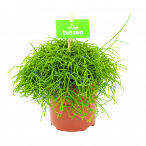 rhipsalis cassutha-koraalcactus-groene kamerplanten-potmaat 12cm-hoogte 20cm-biezen-label