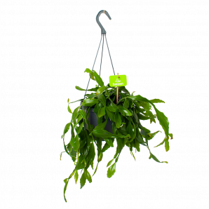 Rhipsalis Elliptica - in Hangpot - p17 h40 - Hangende kamerplanten - biezen voor