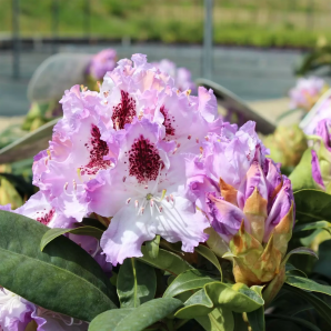 Rhododendron ‘Blue Peter’ - p22 h40 - Paars