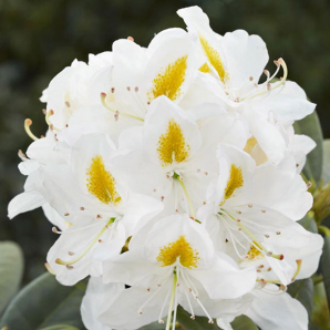Rhododendron ‘Madame Masson’ - p22 h40 - Wit