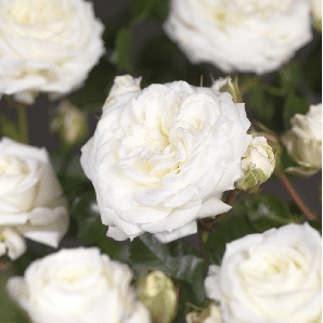 Rosa 'Alabaster' op stam - Stamroos - p24 h60 - Wit
