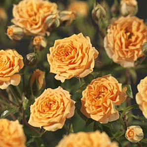 Rosa 'Clementine' Struikroos - p19 h20 - Oranje