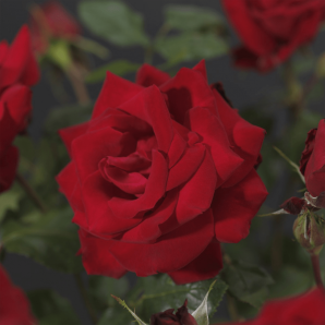Rosa 'Dame de Coeur' op stam - Stamroos - p24 h60 - Rood