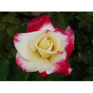 Rosa 'Double Delight' Struikroos - p19 h20 - Creme - Geel/Rood