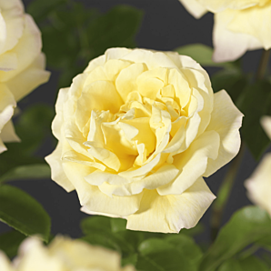 Rosa 'Peace' Struikroos - p19 h20 - Lichtgeel