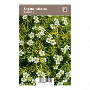 Sagina subulata ‘Supreme’ - Vetmuur - p9 - wit