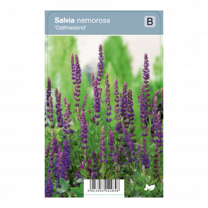 Salvia nemorosa ‘Ostfriesland’ - Prachtsalie - p9 - paars