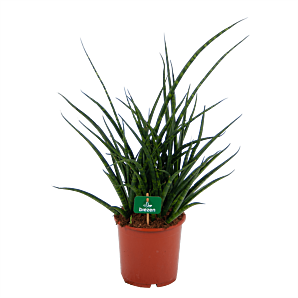 Sansevieria Fernwoord punk - Vrouwentong - p17 h60 - Kamerplant - Groene kamerplanten - biezen voor