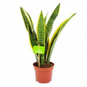 sansevieria laurentii-vrouwentong-groene kamerplanten-potmaat 12cm-hoogte 40cm-biezen-label