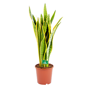 Sansevieria Laurentii - Vrouwentong - p21 h80 - Kamerplant - Groene kamerplanten - biezen voor