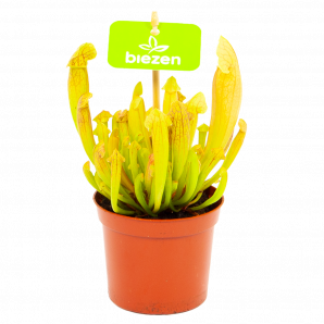 Sarracenia Barba - Trompet Bekerplant - p9 h15 - Vleesetende planten - biezen voor