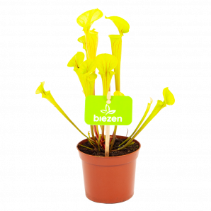 Sarracenia Flava - Trompet Bekerplant - p9 h25 - Vleesetende planten - biezen voor