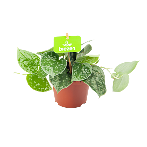 Scindapsus Pictus Silvery Ann - Epipremnum - p11 h20 - Groene kamerplanten