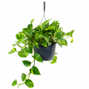 Scindapsus Pinnatum Aureum - Epipremnum - In Hangpot - p20 h40 - Hangende kamerplanten - biezen voor