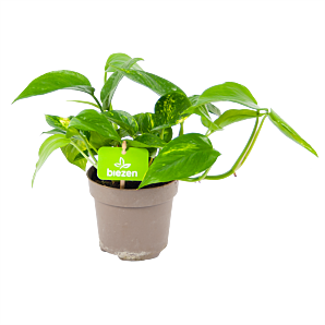 Scindapsus Pinnatum Aureum - Epipremnum - p12 h25 - Groene kamerplanten, Hangende kamerplanten - biezen voor