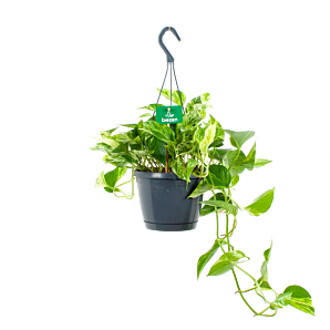 scindapsus pinnatum marble queen-epipremnum-in hangpot-hangende kamerplanten-potmaat 17cm-hoogte 35cm-biezen-label