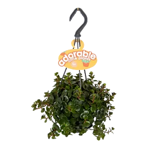 Sedum Tornado - in Hangpot - p10